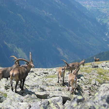 Apart Gletscherblick Kaunertal Zewnętrze zdjęcie